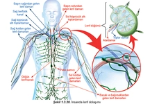 Lenf Sistemi Özellikleri ve Faydaları Nelerdir?