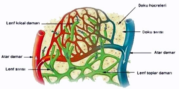 Lenf Damarları Türleri ve Özellikleri