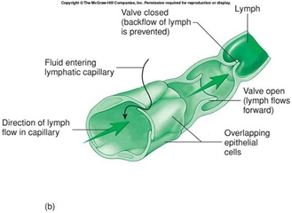 Lenf Sıvısı Özellikleri ve Faydaları Nelerdir?