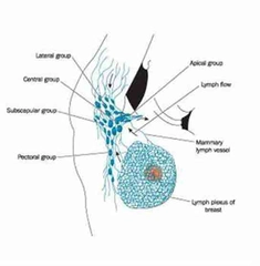 Mezenterik Lenf Nodu